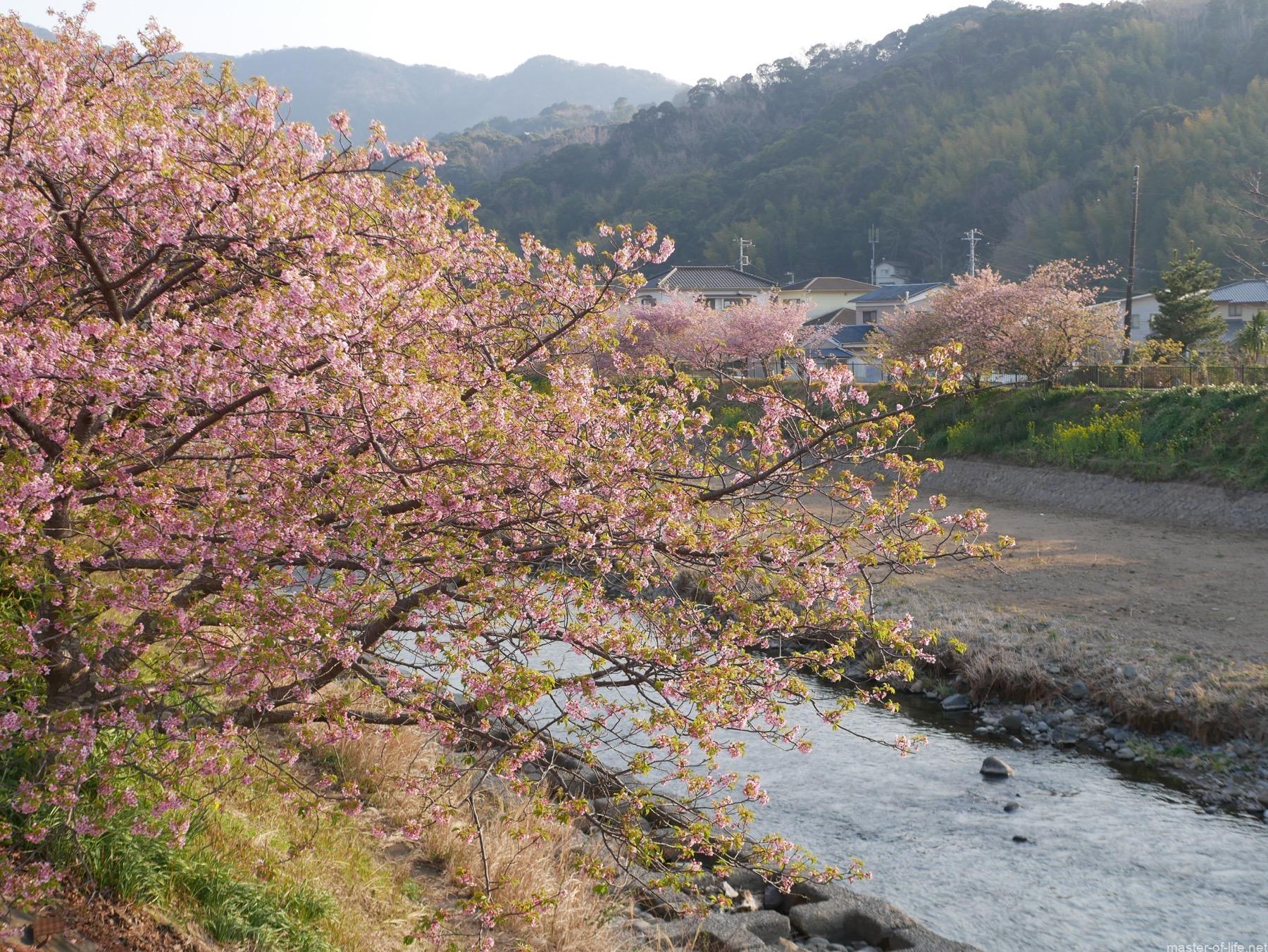 河津川桜